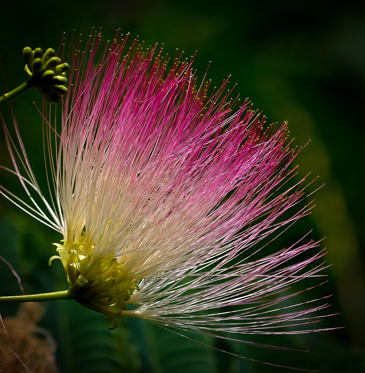 flower tropical exotic free photo