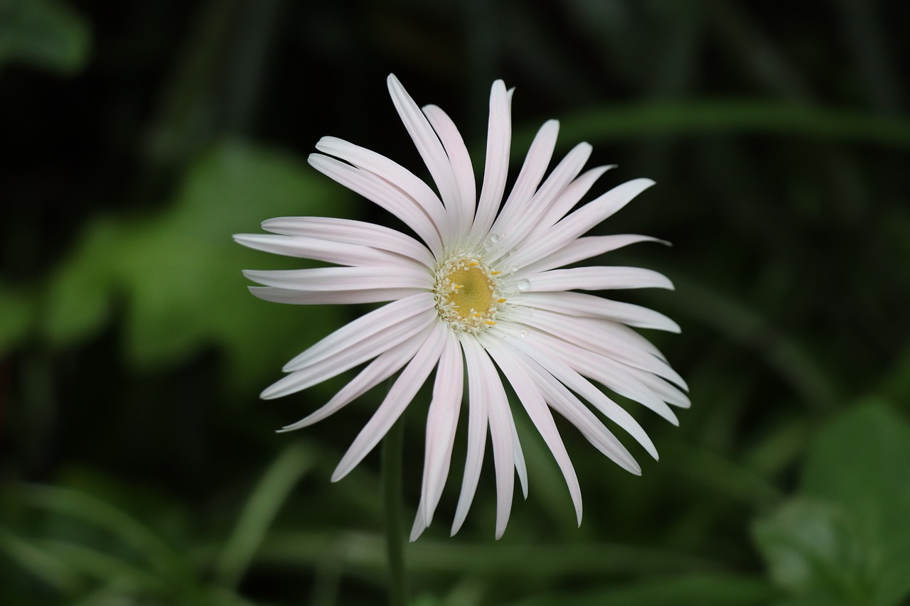 flower  flowers  gerbera free photo