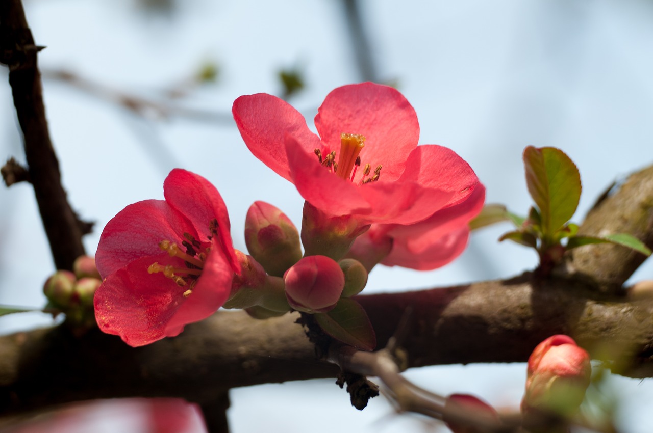 flower  nature  plant free photo