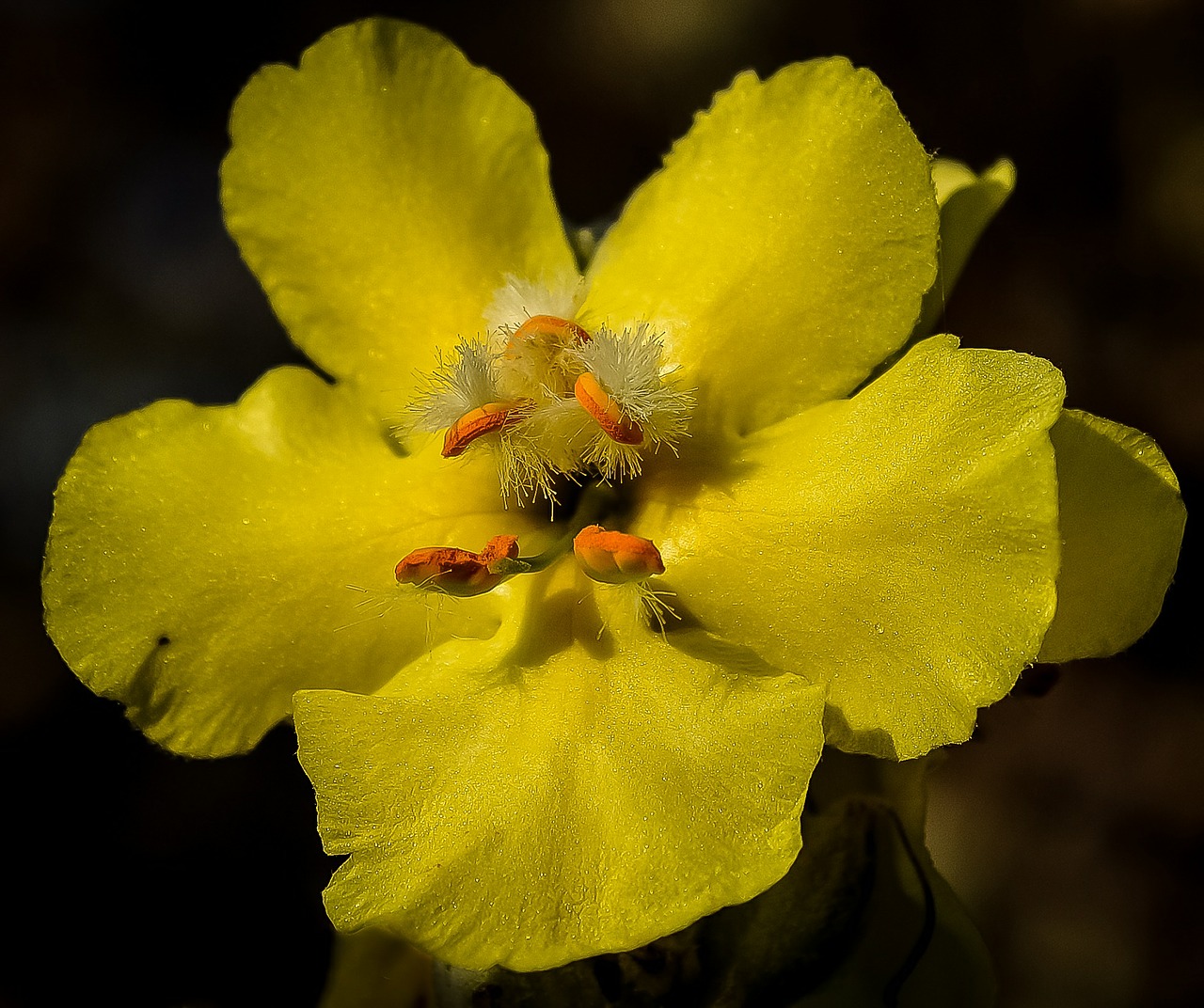 flower yellow floral free photo