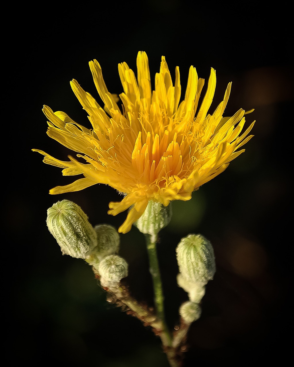 flower yellow beautiful free photo