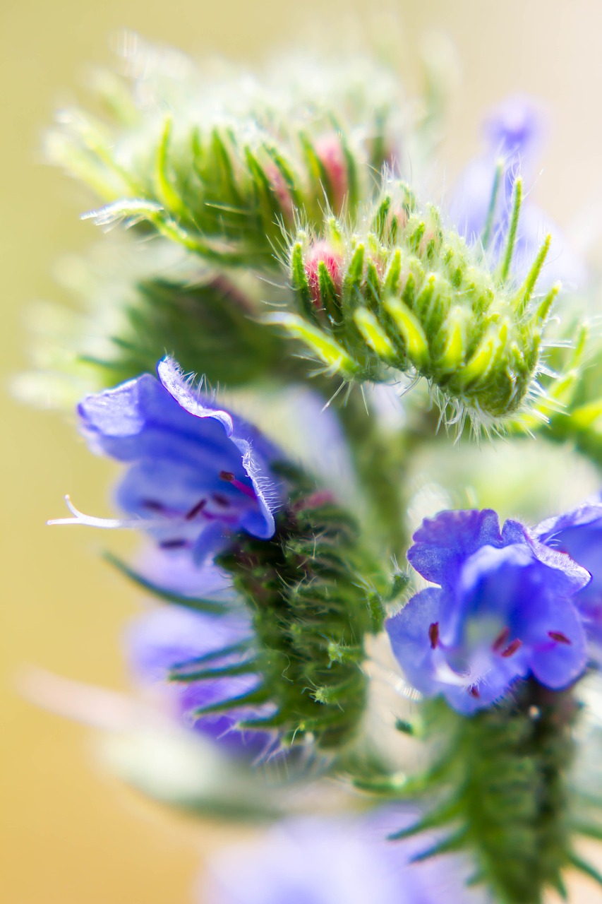 flower  plant  blossom free photo