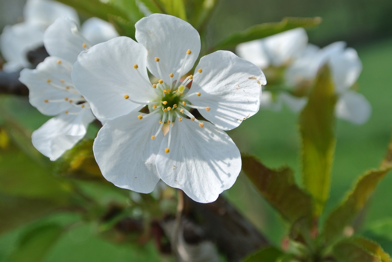 flower  apple blossom  spring free photo