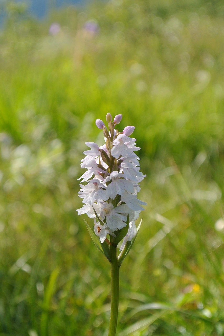 flower  nature  summer free photo