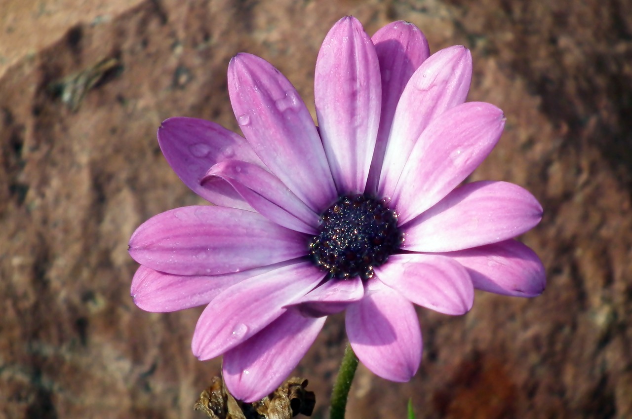 flower  blooming  summer free photo