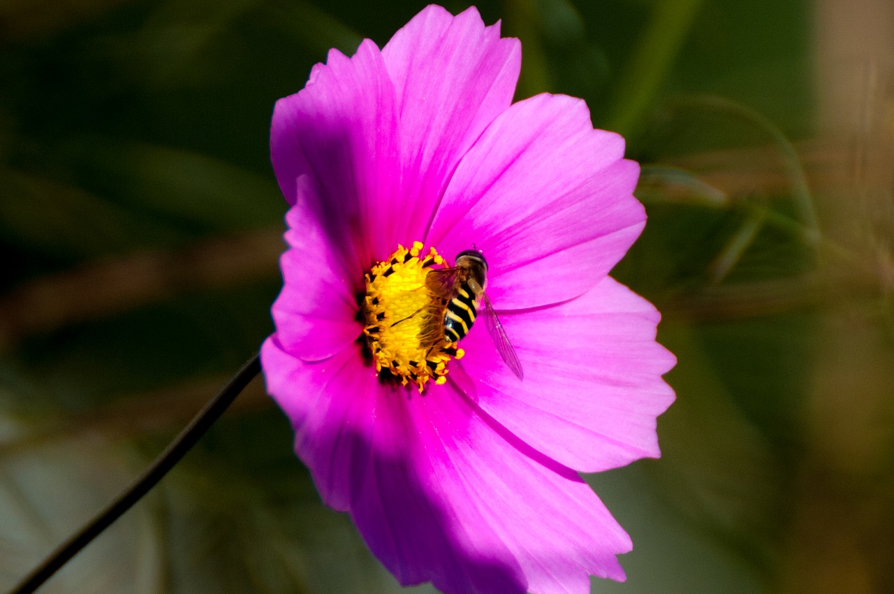 flower  nature  plant free photo