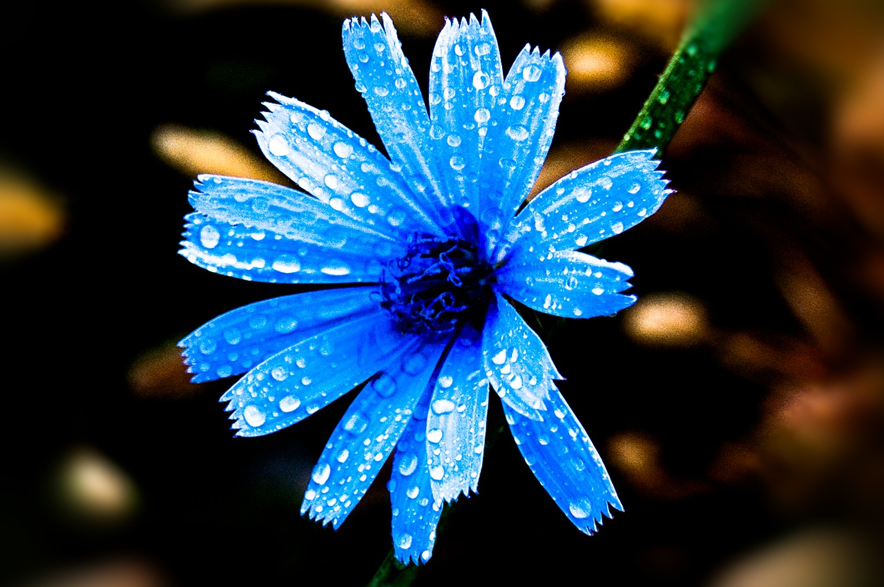 flower  nature  blue free photo