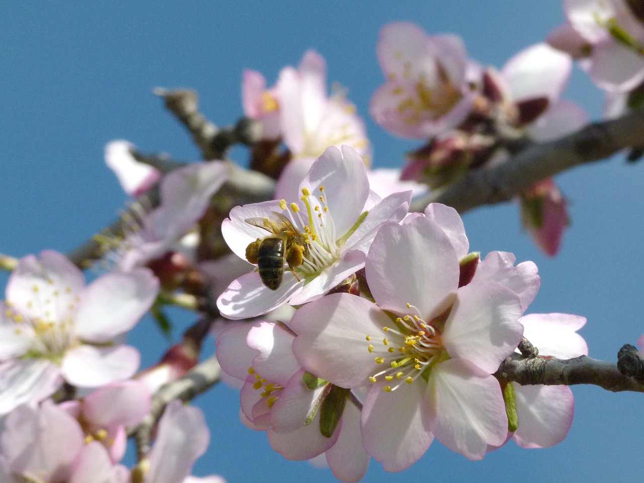 flower  almond tree  flowering free photo