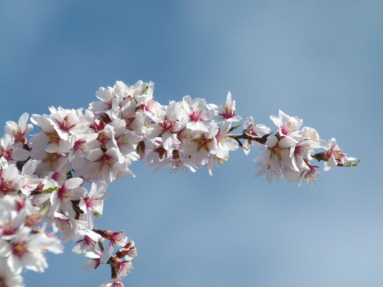 flower  almond tree  flowering free photo