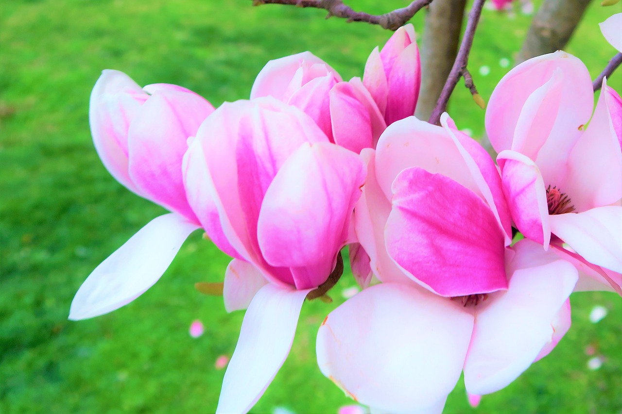 flower  tree  branch free photo