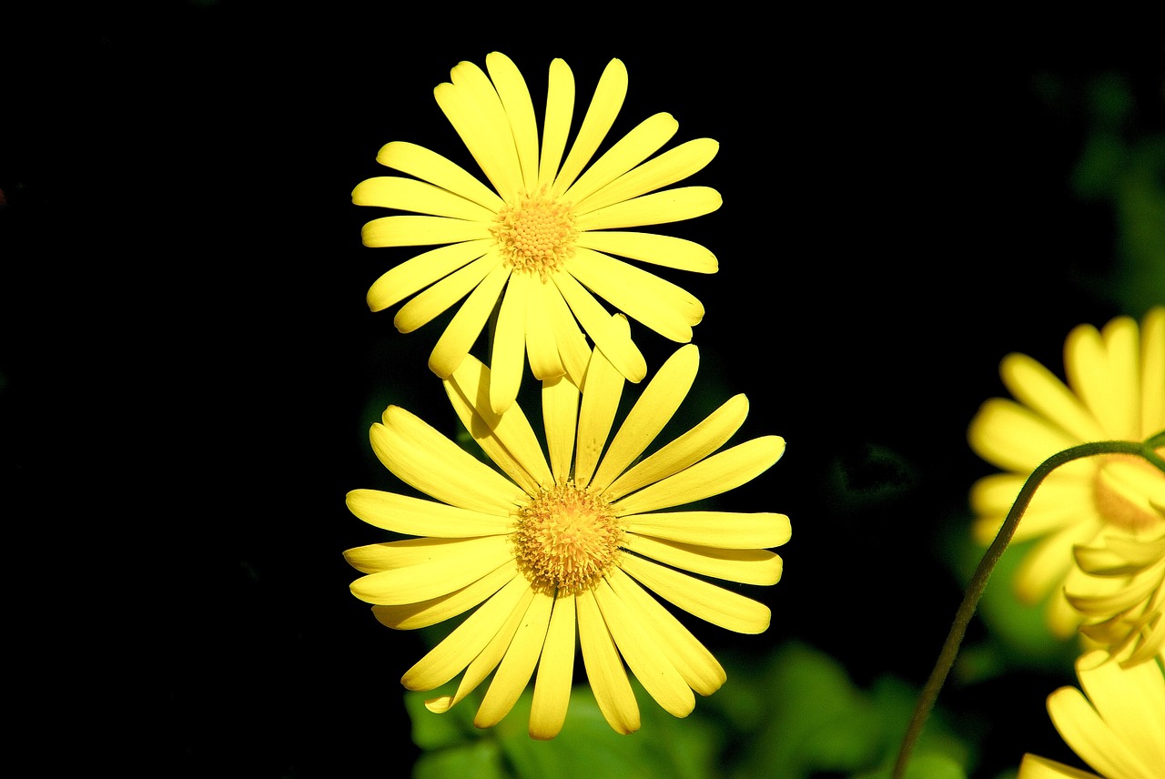 flower  close up  nature free photo