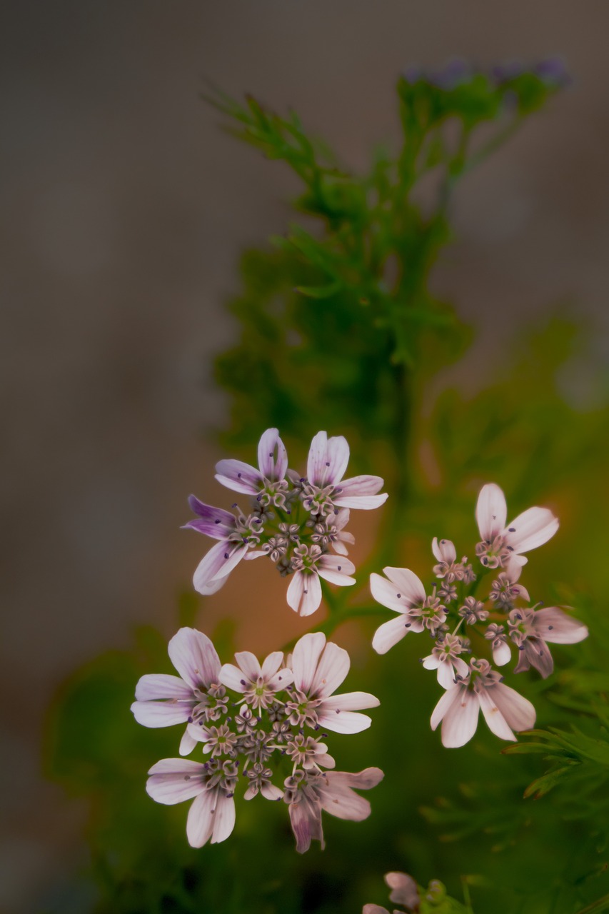 flower  corriender leaf  beautiful flower free photo