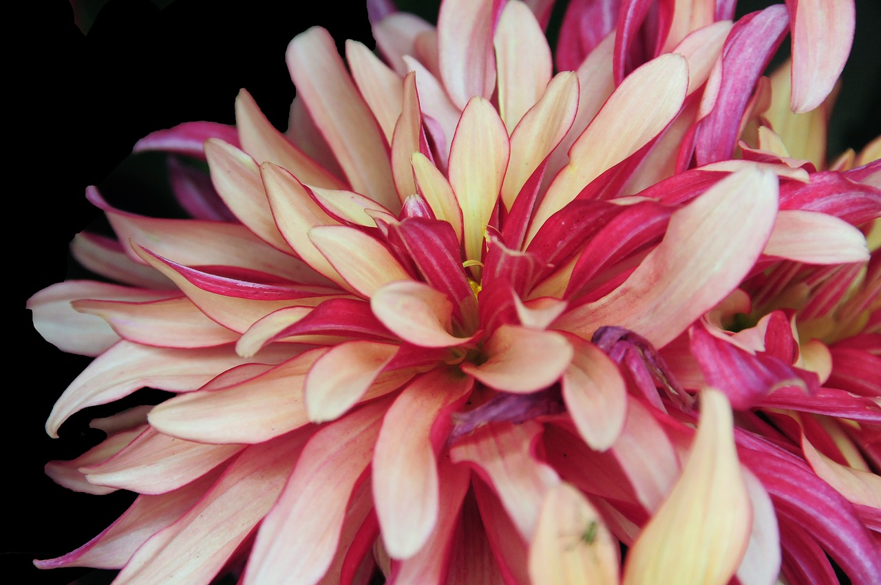 flower  dahlia  plant free photo