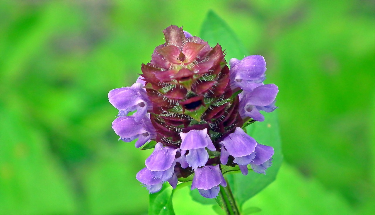 flower  grasshopper  blue free photo