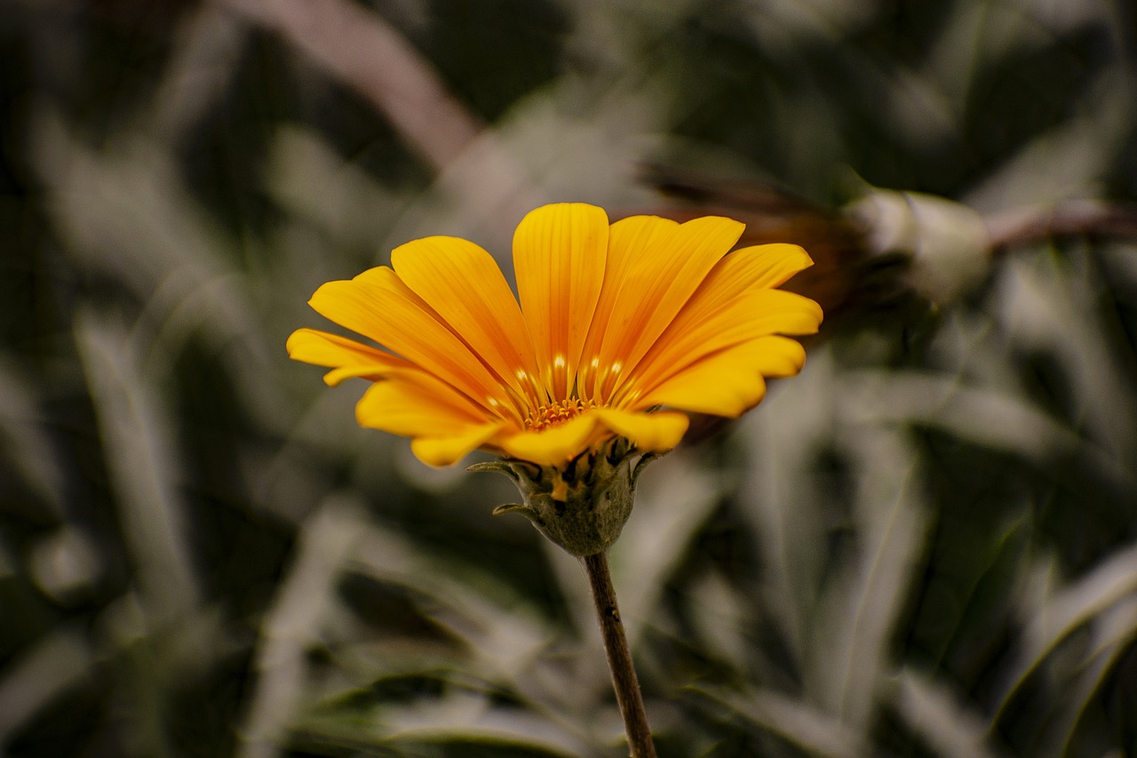 flower  nature  spring free photo