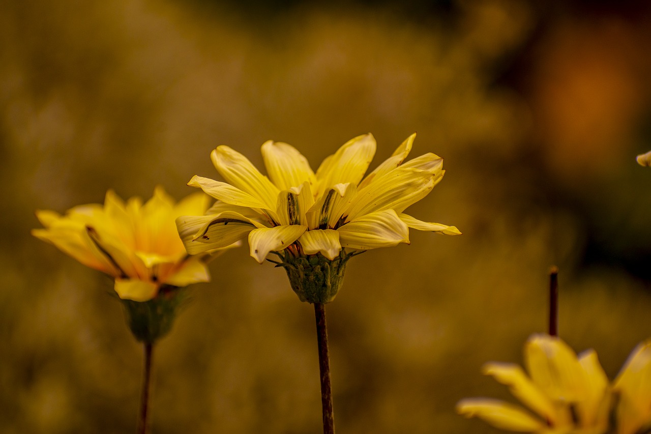 flower  nature  spring free photo