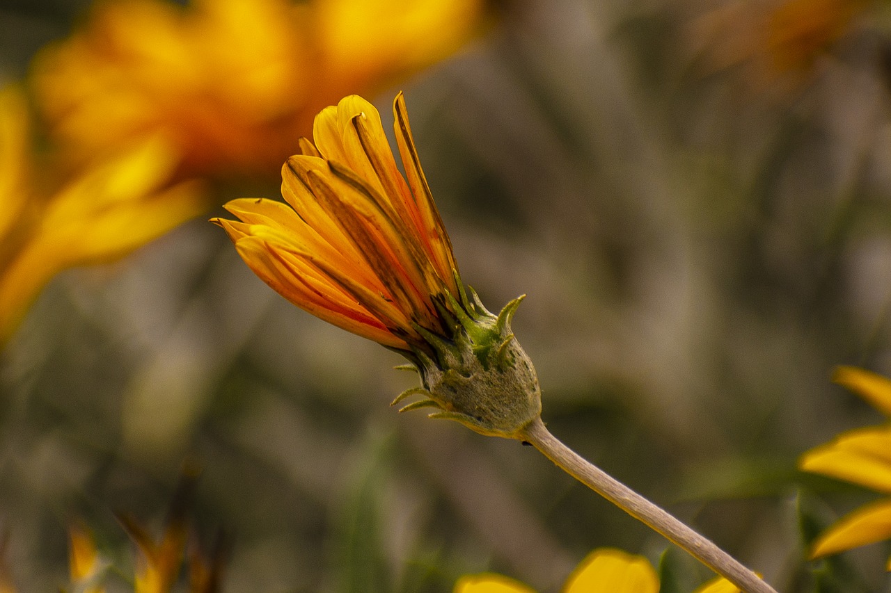 flower  nature  spring free photo