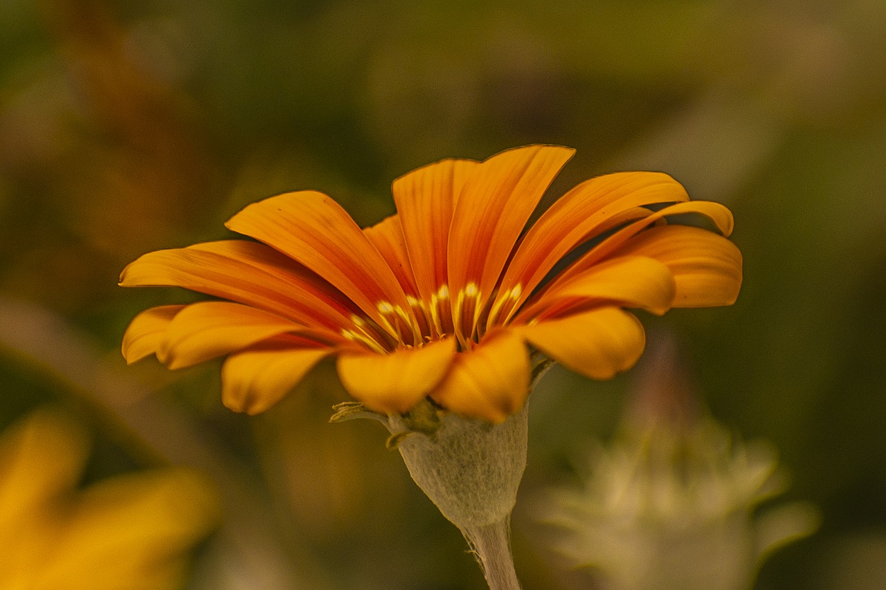 flower  nature  spring free photo