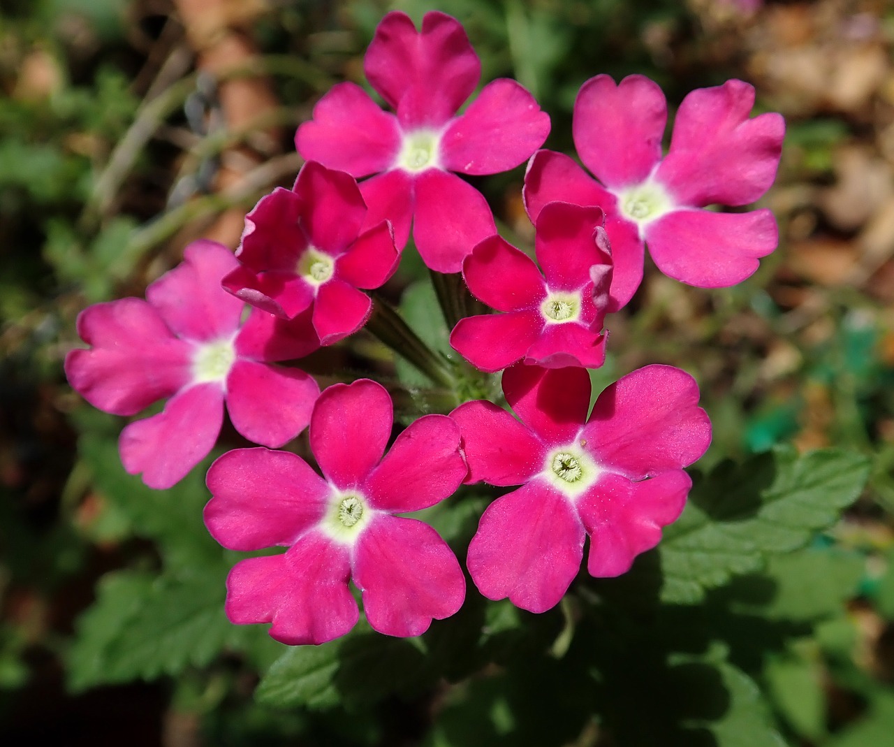 flower  verbena  garden free photo