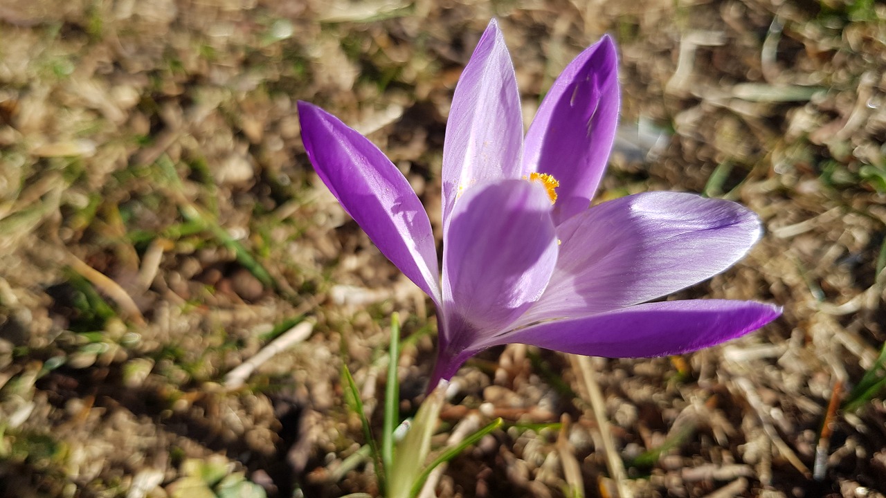 flower  violet  nature free photo