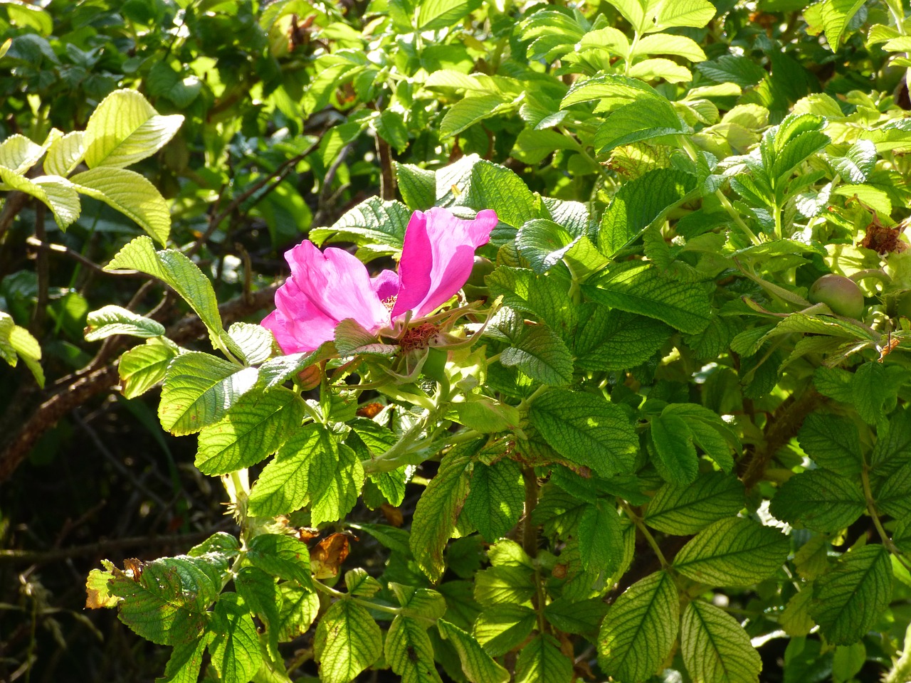 flower pink hedge free photo