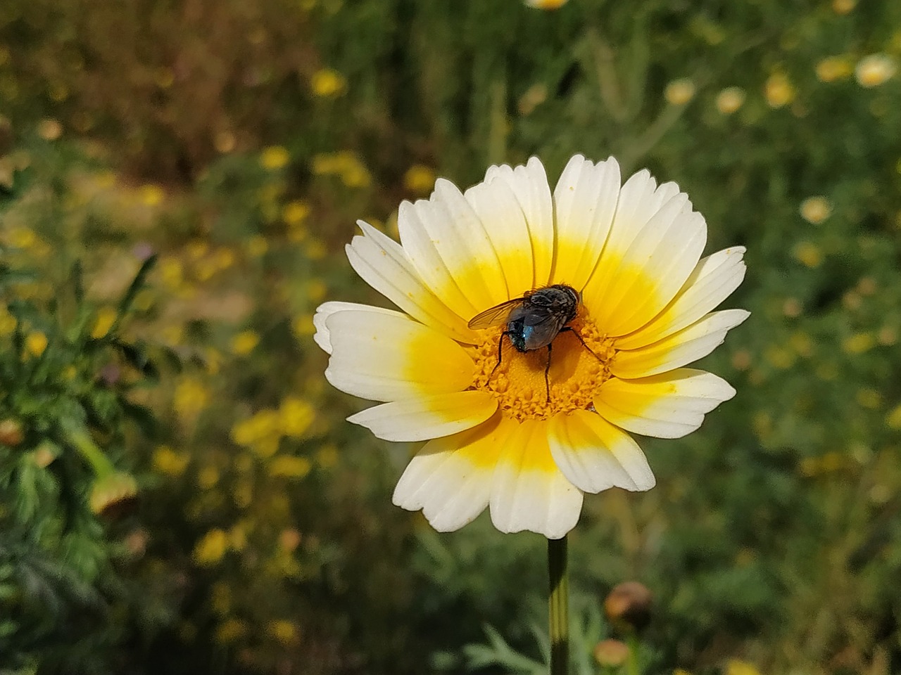 flower  fly  insects free photo