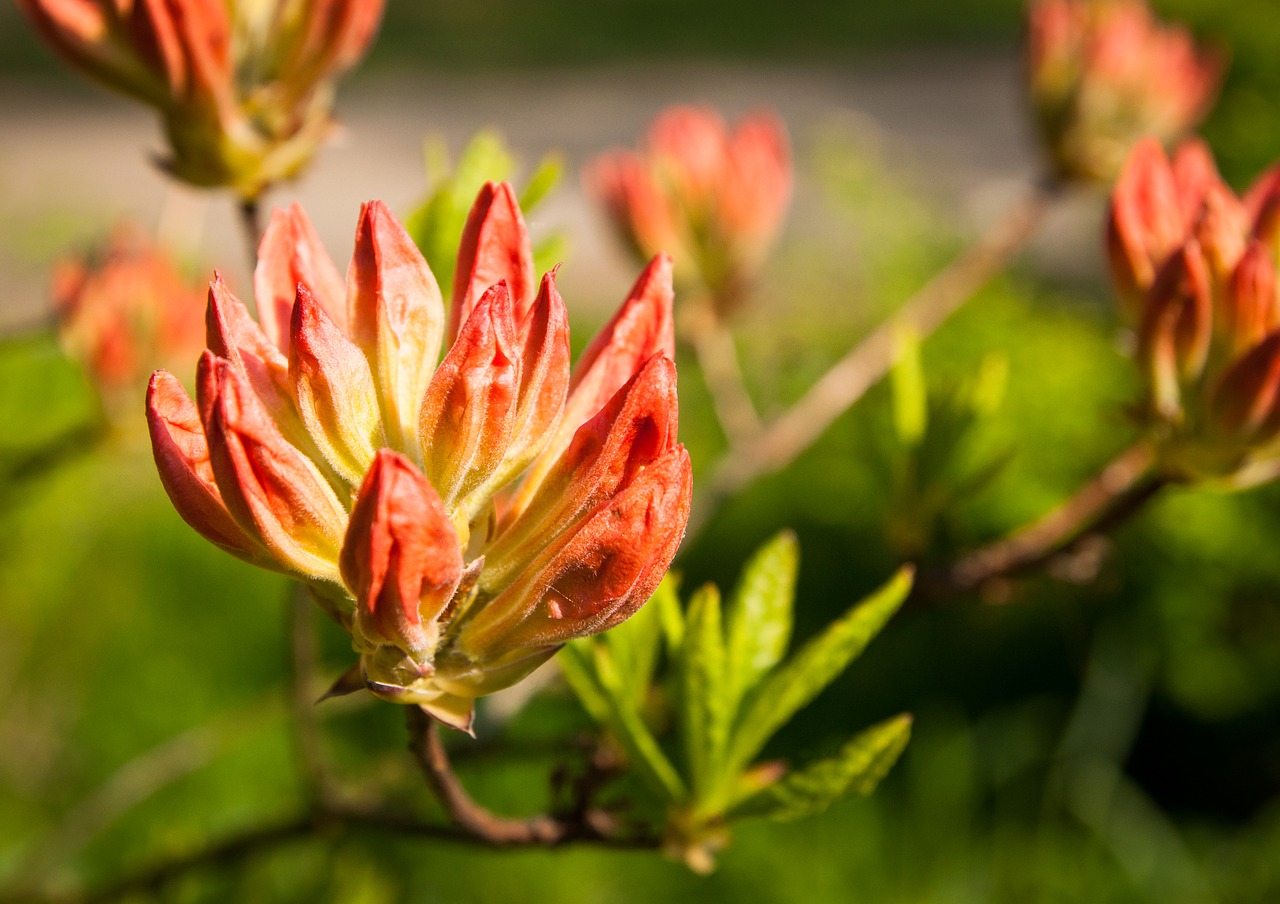 flower  blossom  bloom free photo