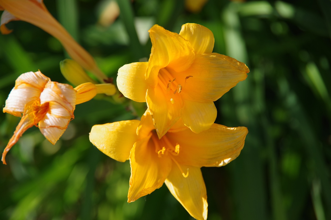 flower  daylily  yellow free photo