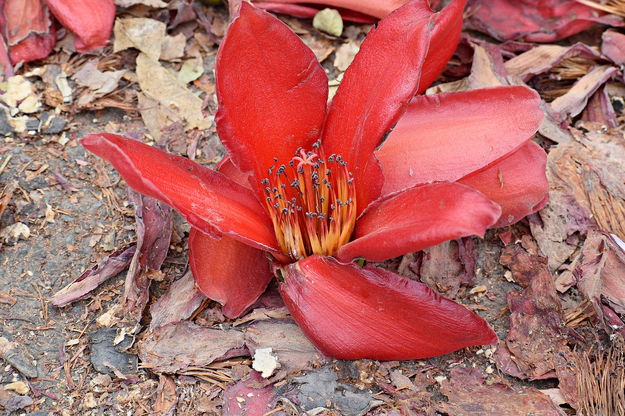 flower  nature  blossom free photo