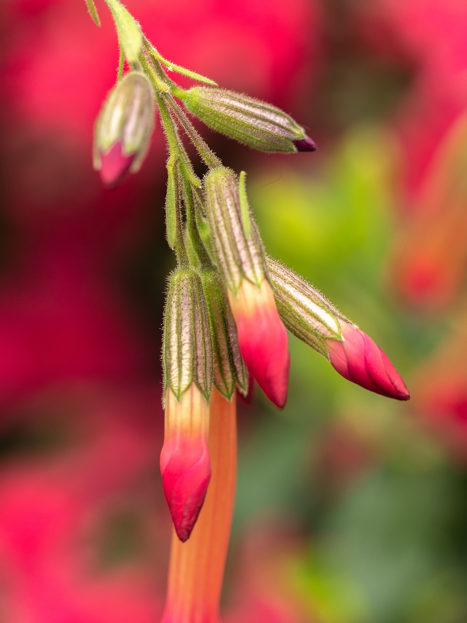 flower  bud  exotic flower free photo