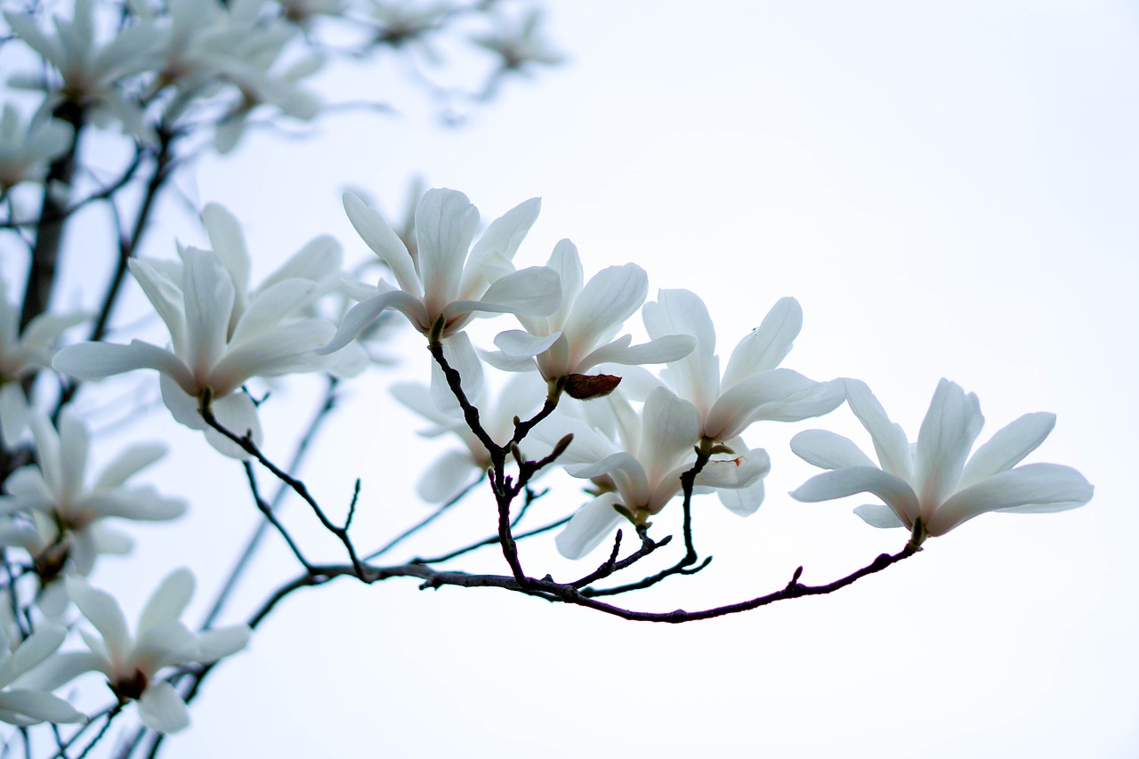 flower  magnolia  white free photo