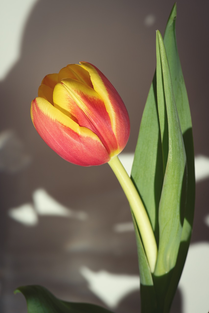 flower  tulip  orange free photo