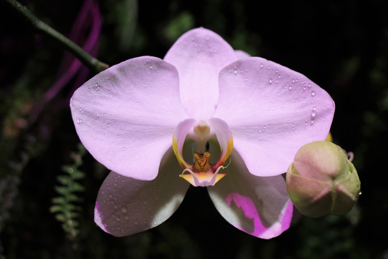 flower  orchid  flowers free photo