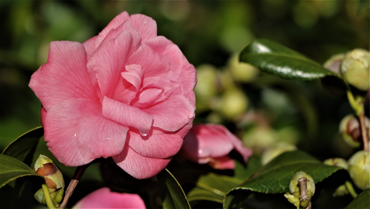 flower  petal  rose free photo