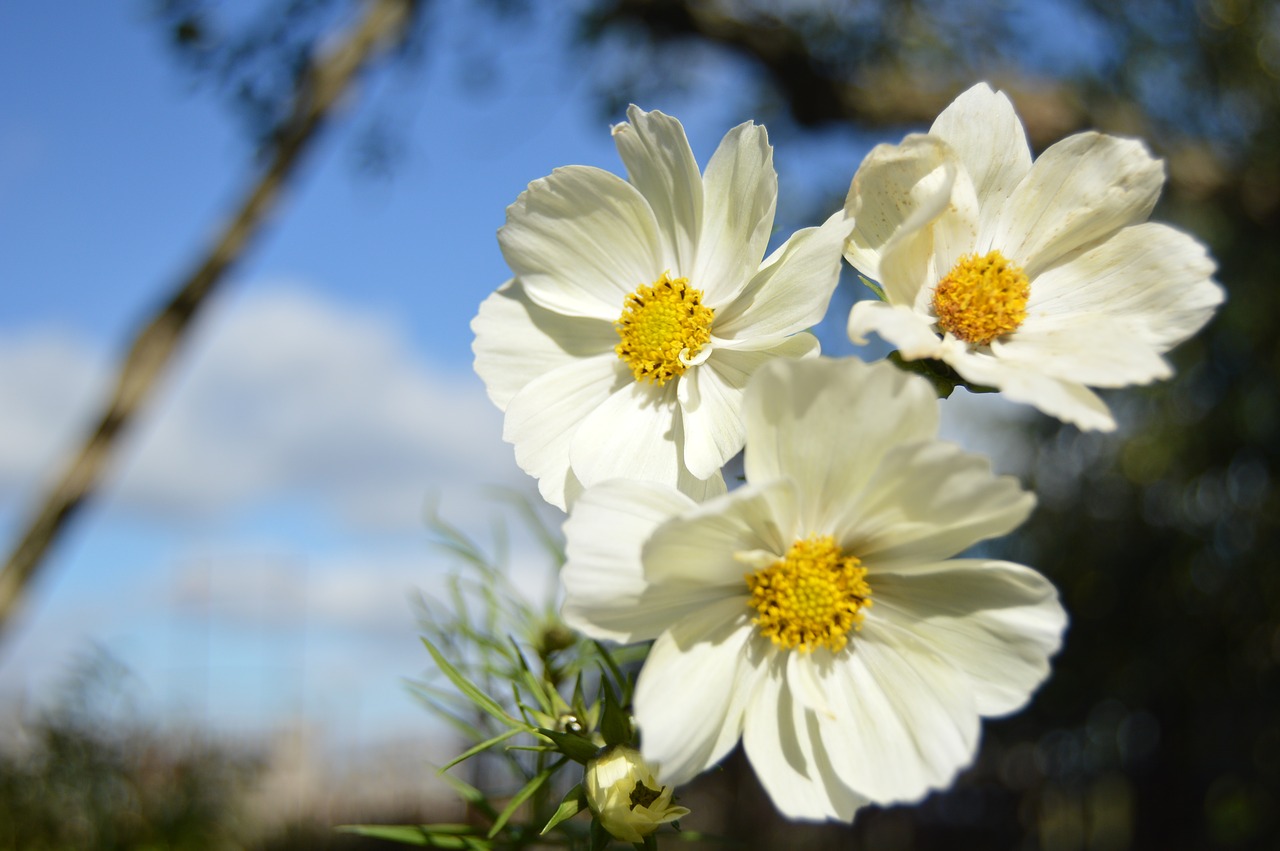 flower  cosmos  macro free photo