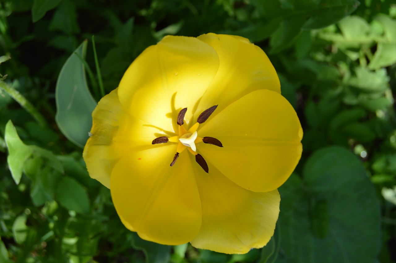 flower  tulip  macro free photo