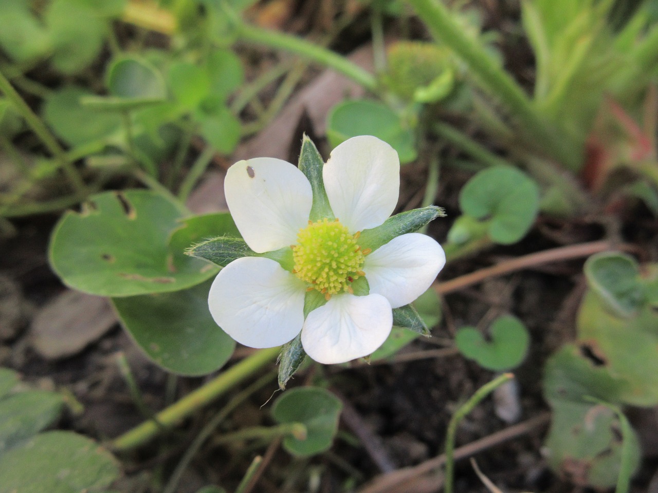 flower  prato  nature free photo