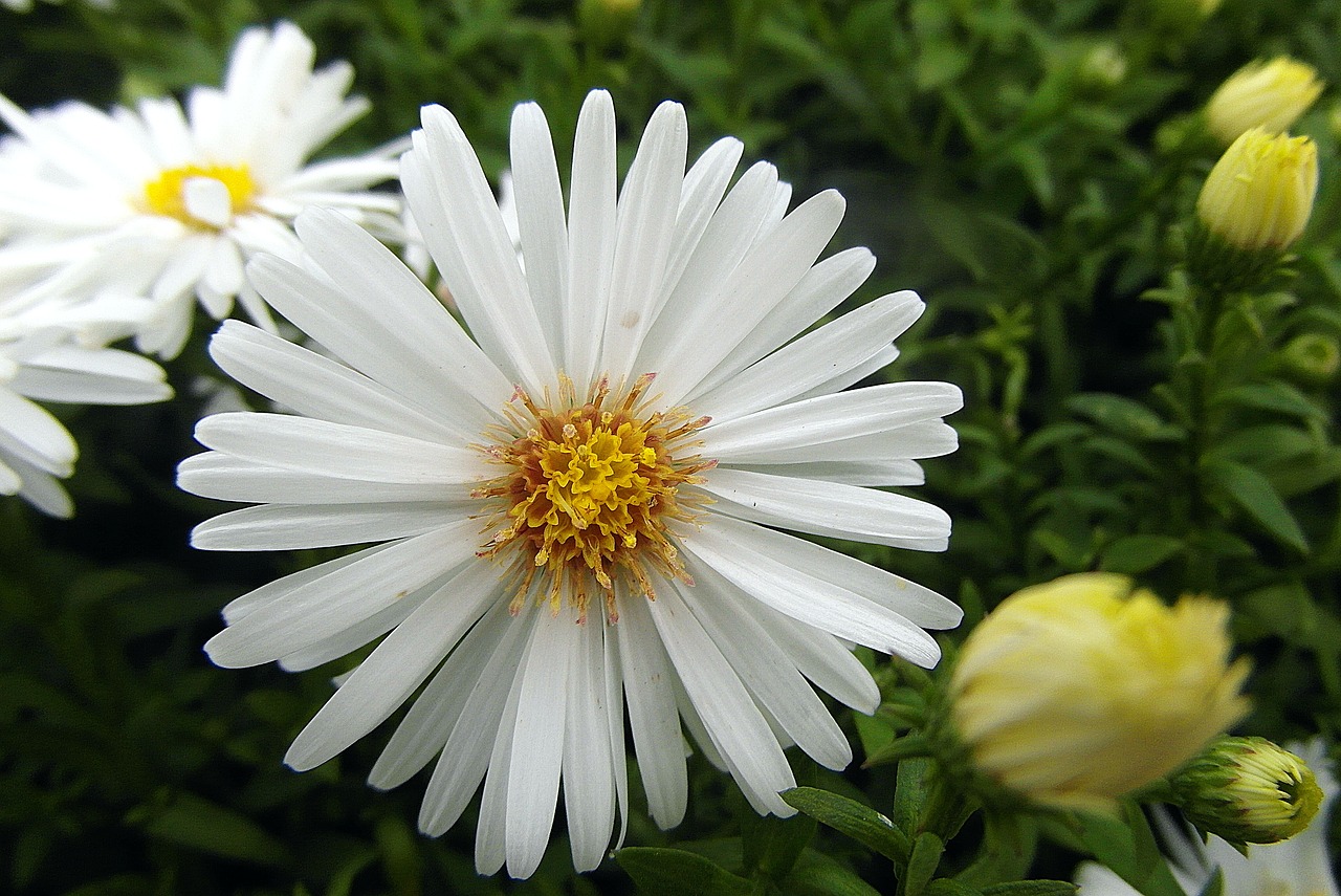 flower  marcinek  aster bushy free photo