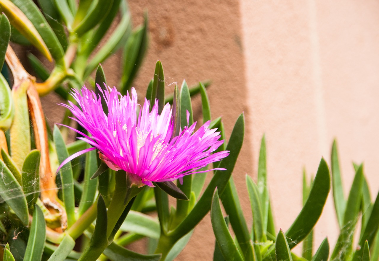 flower  blossom  bloom free photo