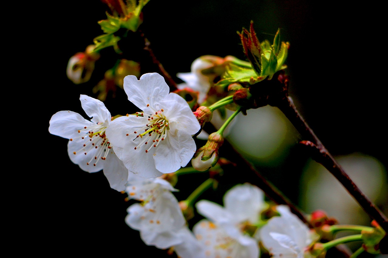 flower  cherry  spring free photo