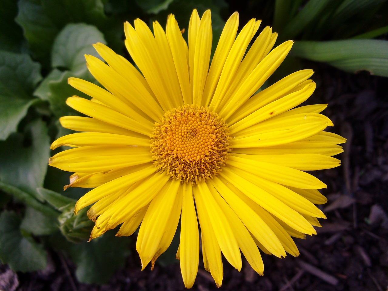 flower  garden  yellow free photo