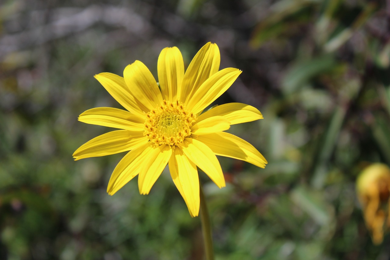 flower  yellow  nature free photo