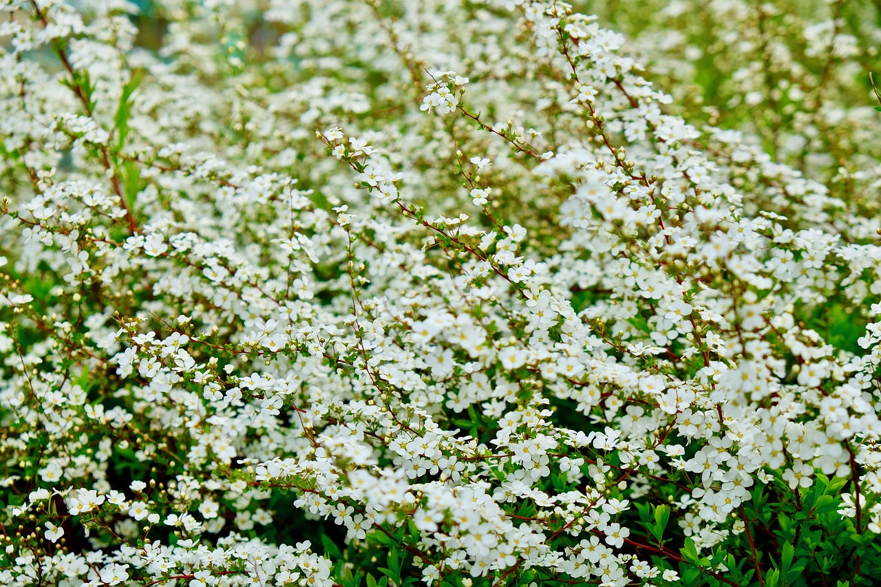 flower  white spring  pure free photo