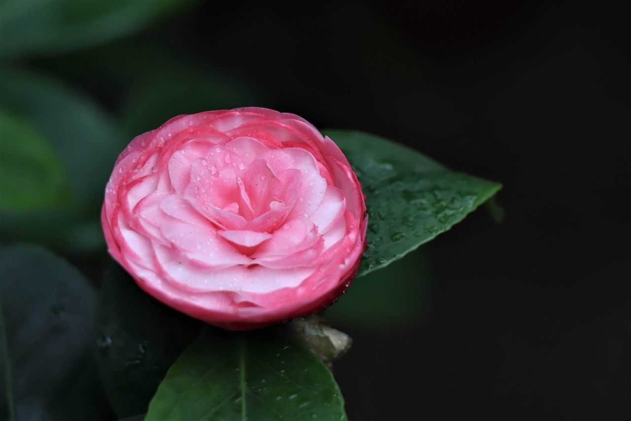 flower  pink  bloom free photo