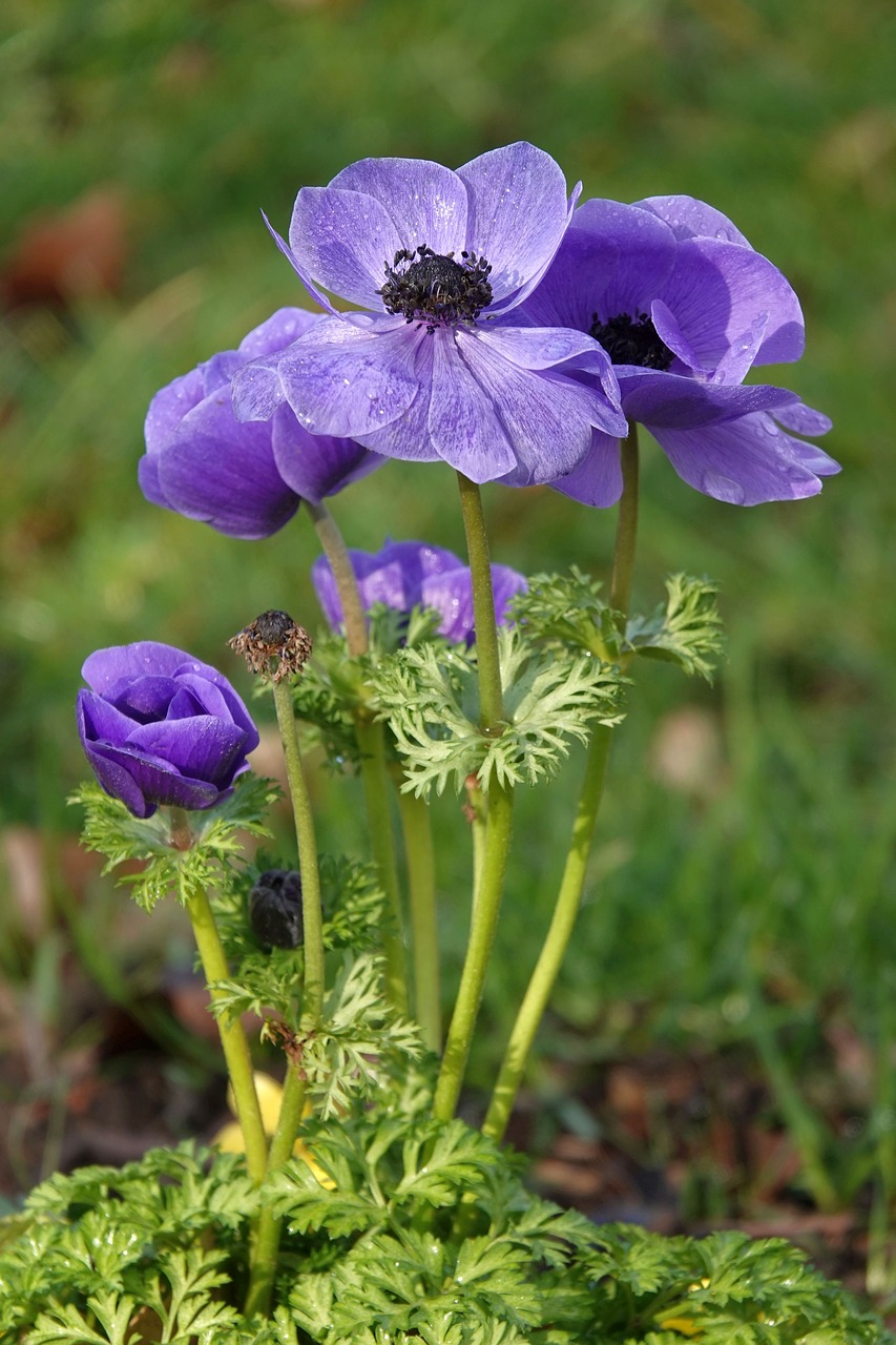 flower  purple  close up free photo