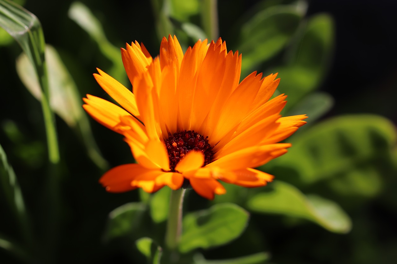 flower  orange  worry free photo
