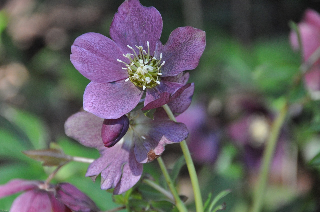 flower  bloom  spring free photo