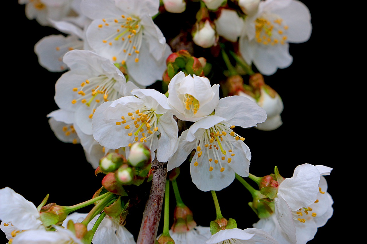 flower  cherry  white free photo