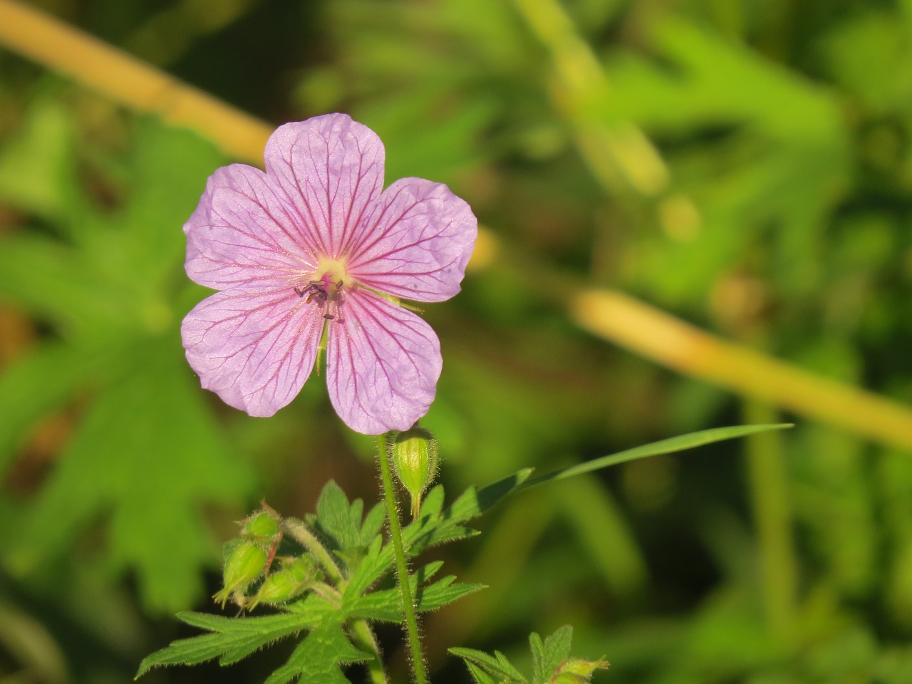 flower  bloom  summer free photo