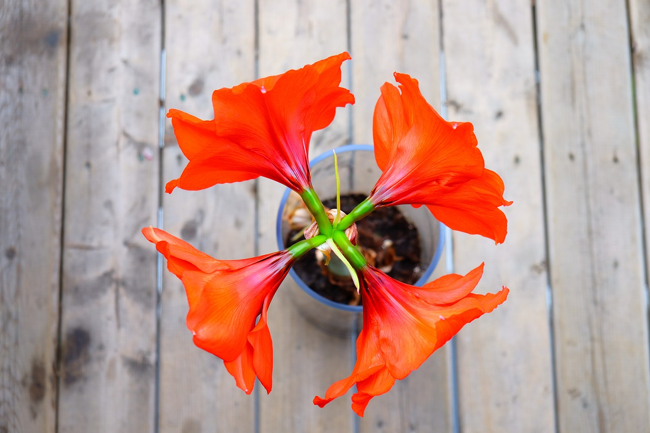 flower vase wood free photo